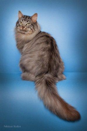 Norsk Skovkat N*Skaugumåsens Tigergutt billede 7