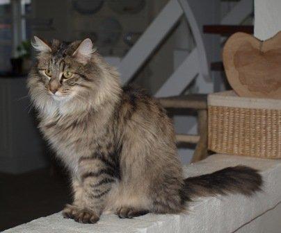 Norsk Skovkat Plicas Cabbi billede 4