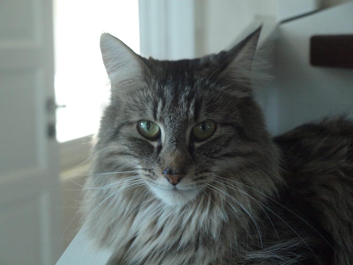 Norsk Skovkat Plicas Cabbi billede 5