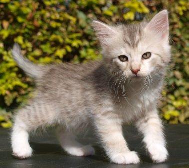 Norsk Skovkat Chrisycats Ipanema billede 1