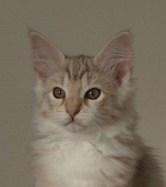 Norsk Skovkat Chrisycats Ipanema billede 2