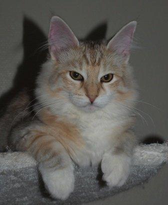 Norsk Skovkat Chrisycats Ipanema billede 3