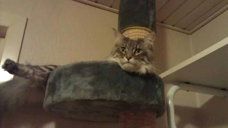 Maine Coon Coonfighter's Aslan billede 4