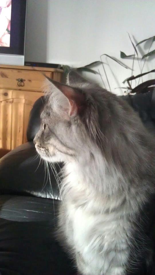 Maine Coon Coonfighter's Aslan billede 5