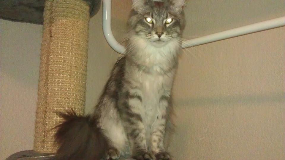 Maine Coon Coonfighter's Aslan billede 6