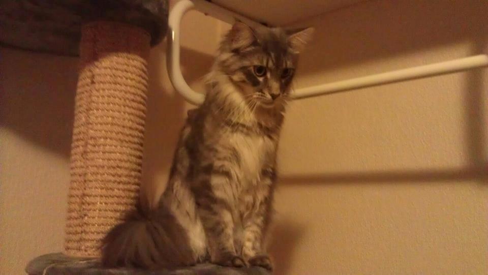 Maine Coon Coonfighter's Aslan billede 3