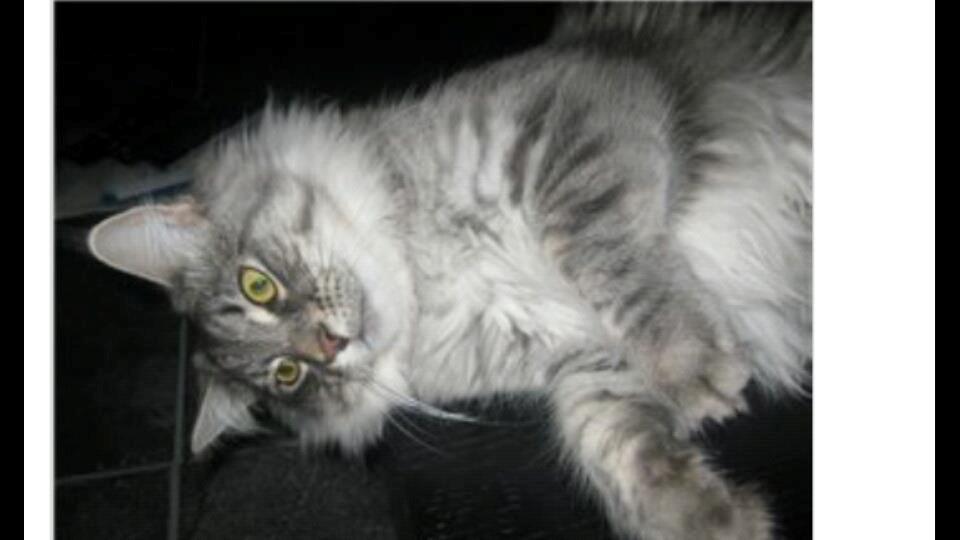 Maine Coon Coonfighter's Aslan billede 2