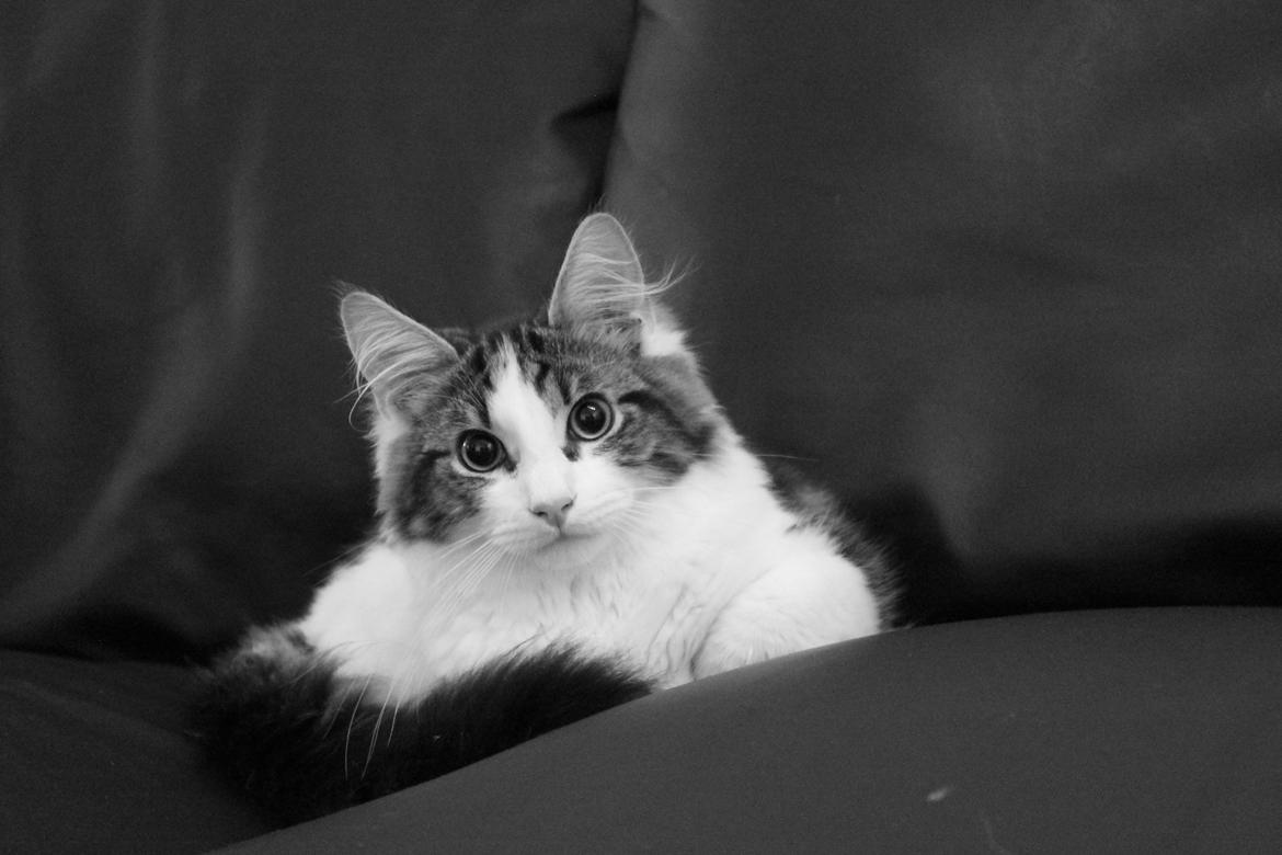 Blanding af racer Brutalis billede 14