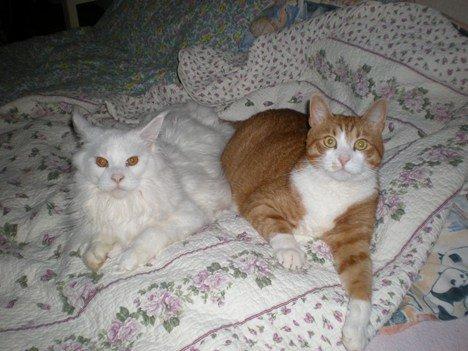 Huskat basse billede 17