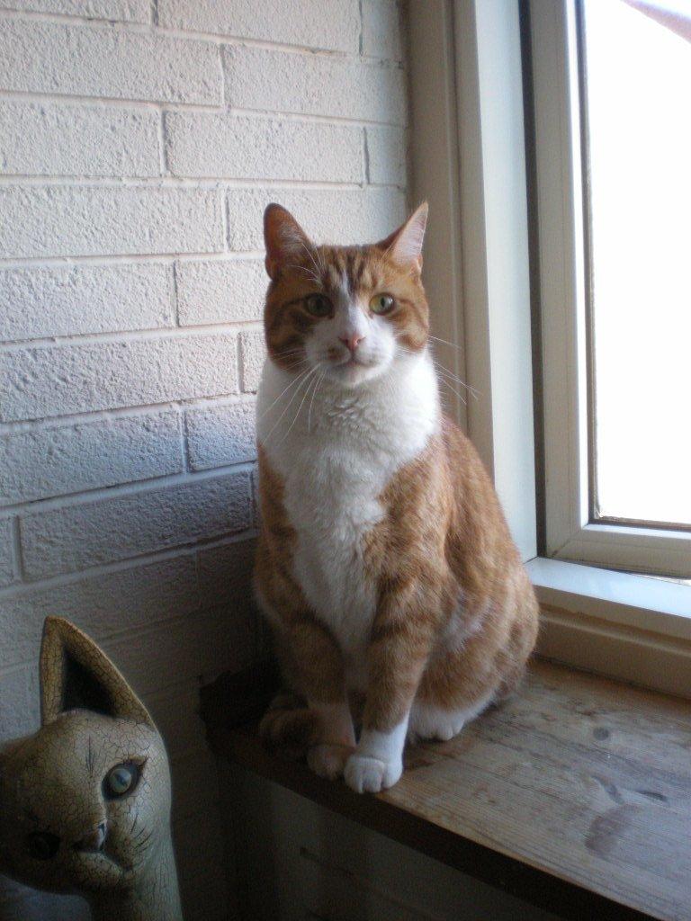 Huskat basse billede 18