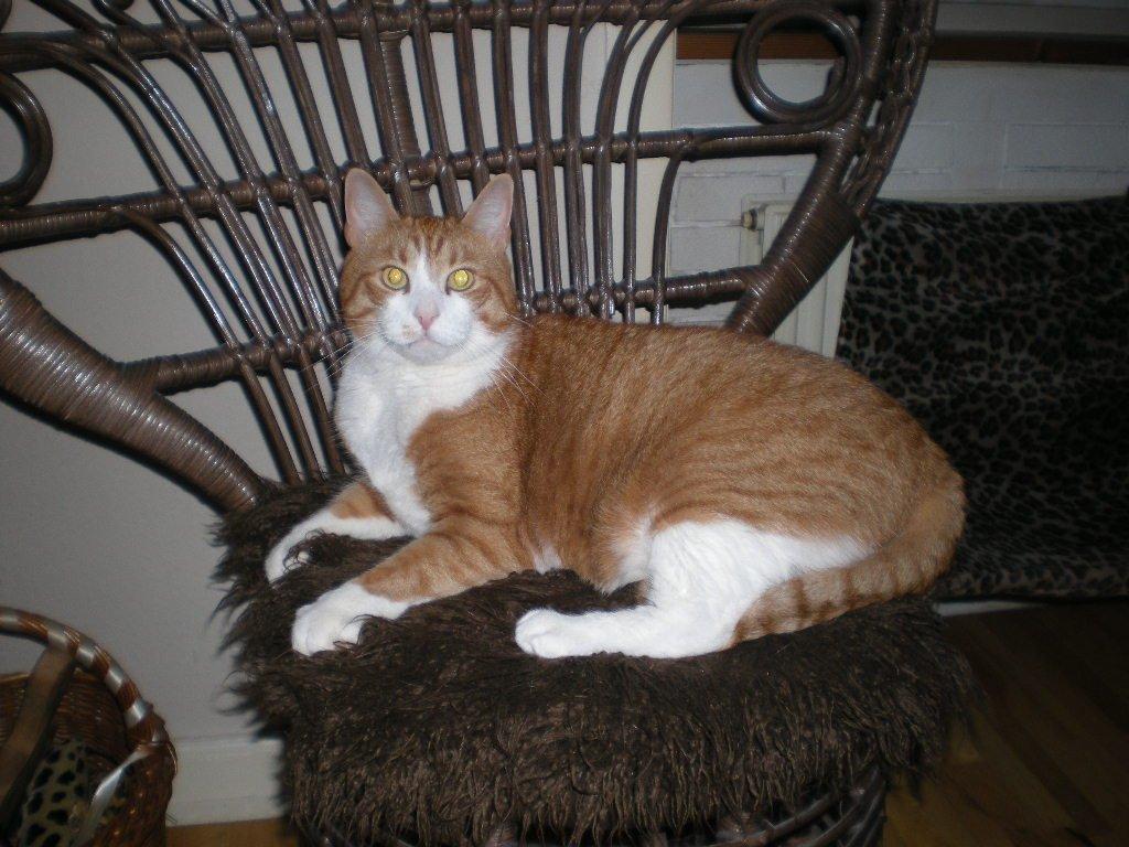 Huskat basse billede 19