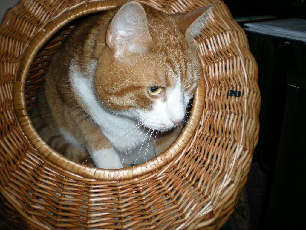 Huskat basse billede 20