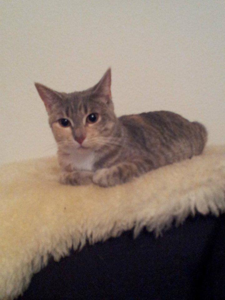 Huskat Pixie billede 1