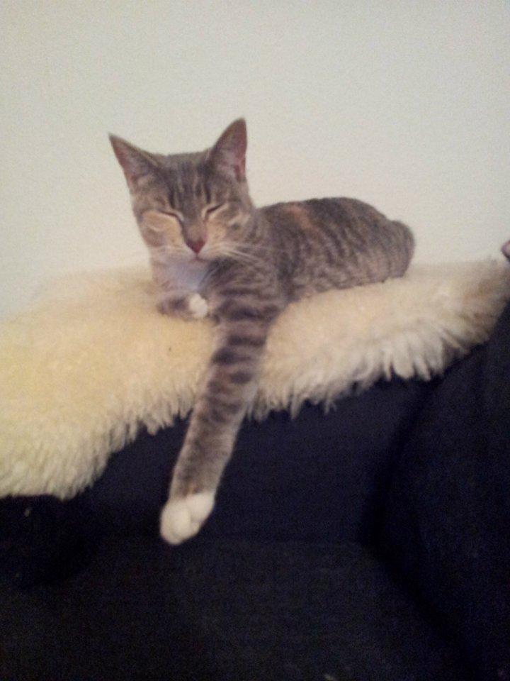 Huskat Pixie billede 2