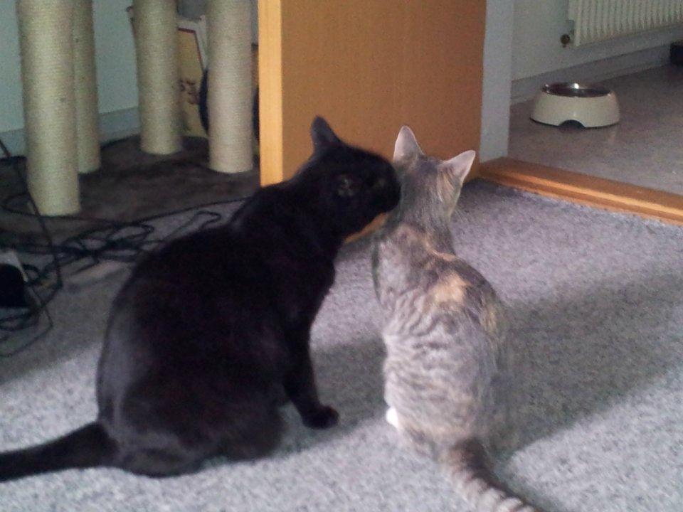 Huskat Mis - De bedste venner <3 billede 2