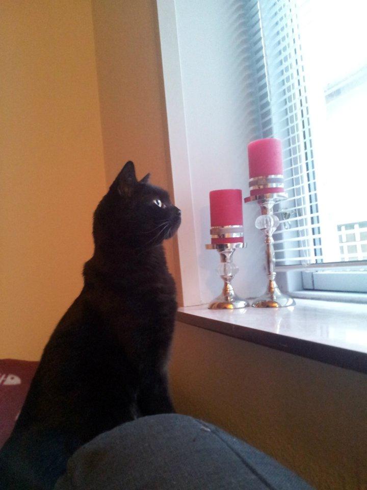 Huskat Mis billede 1