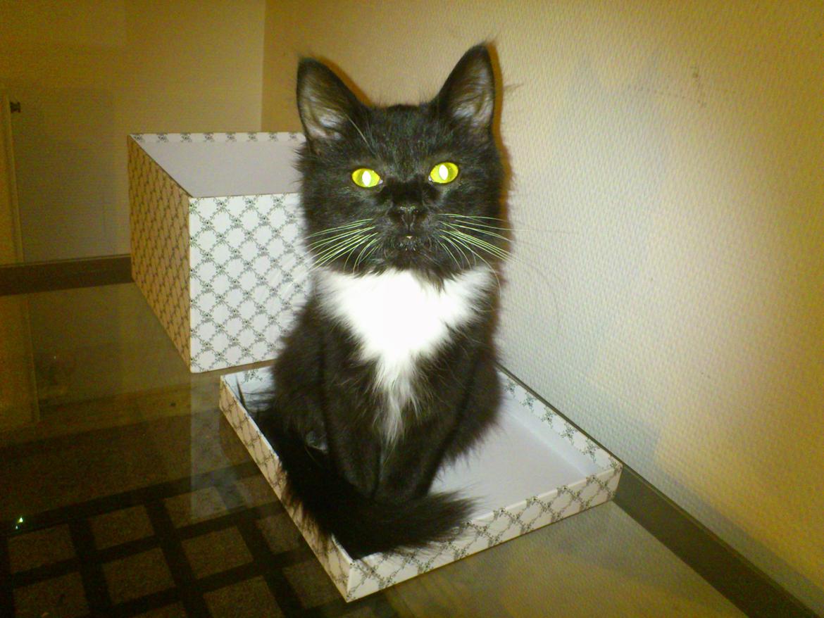 Blanding af racer Vespa - Vespa og låg.. billede 16