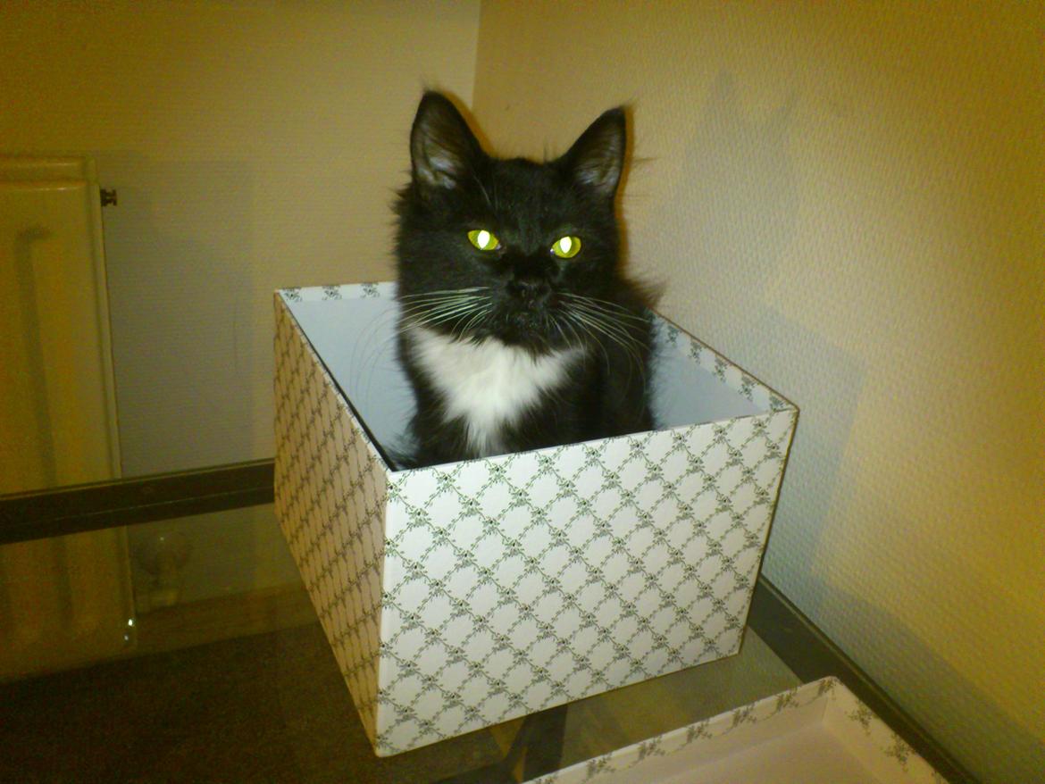 Blanding af racer Vespa - Vespa og kasser..... billede 15