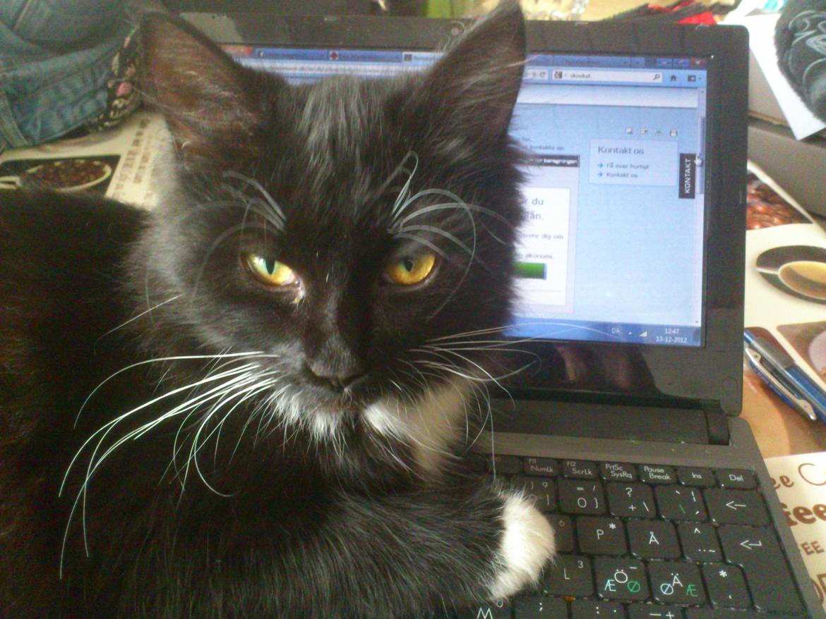 Blanding af racer Vespa - Hvad? Jeg sidder da ikke i vejen. billede 14