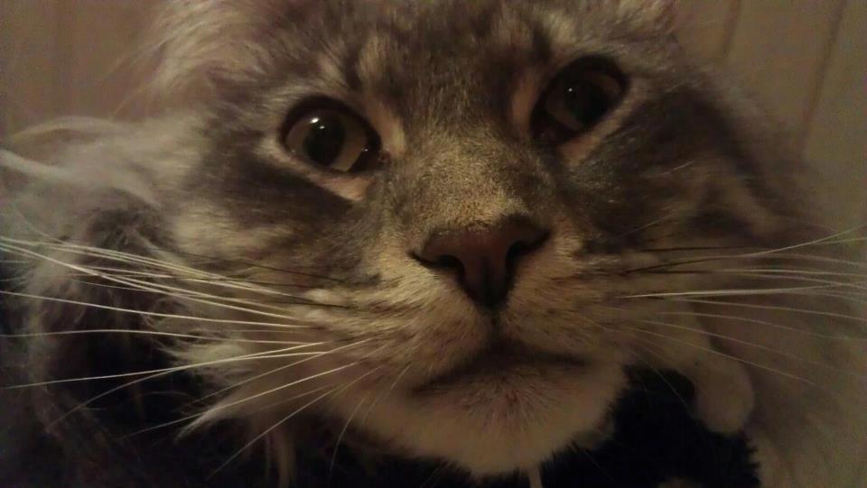 Maine Coon Coonfighter's Aslan billede 7