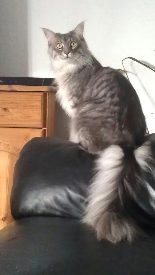 Maine Coon Coonfighter's Aslan billede 1