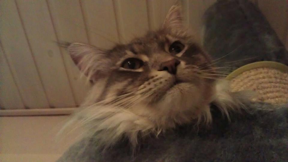Maine Coon Coonfighter's Aslan billede 8