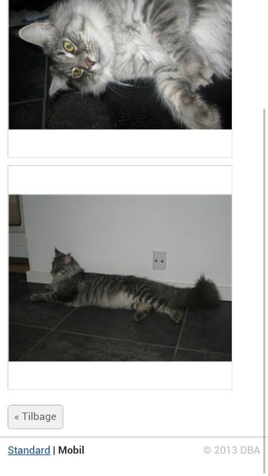 Maine Coon Coonfighter's Aslan billede 9