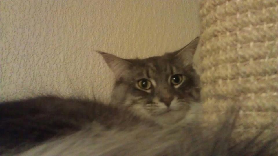 Maine Coon Coonfighter's Aslan billede 10