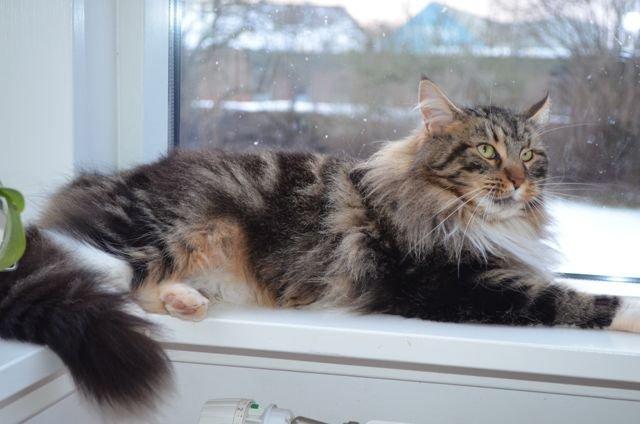 Maine Coon Vilma billede 17