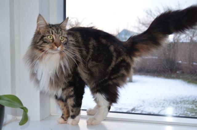 Maine Coon Vilma billede 14