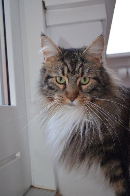 Maine Coon Vilma billede 16