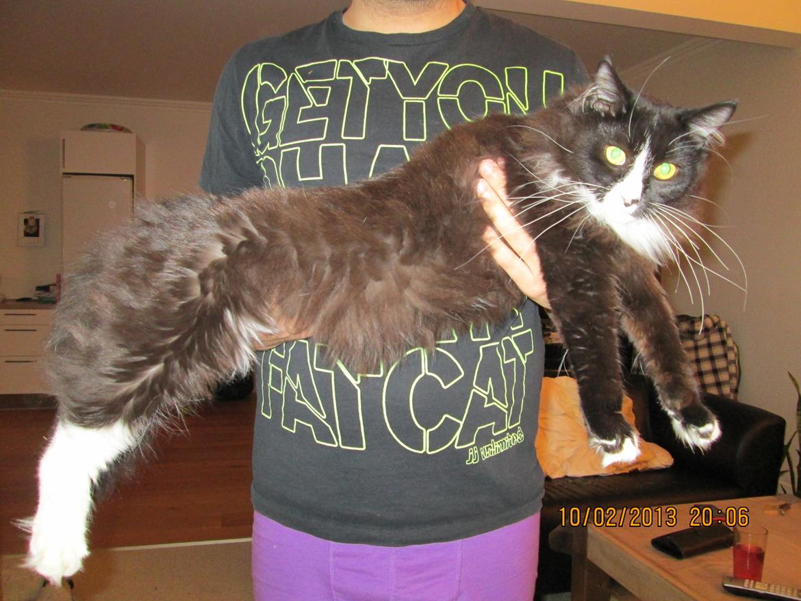 Maine Coon midde billede 1