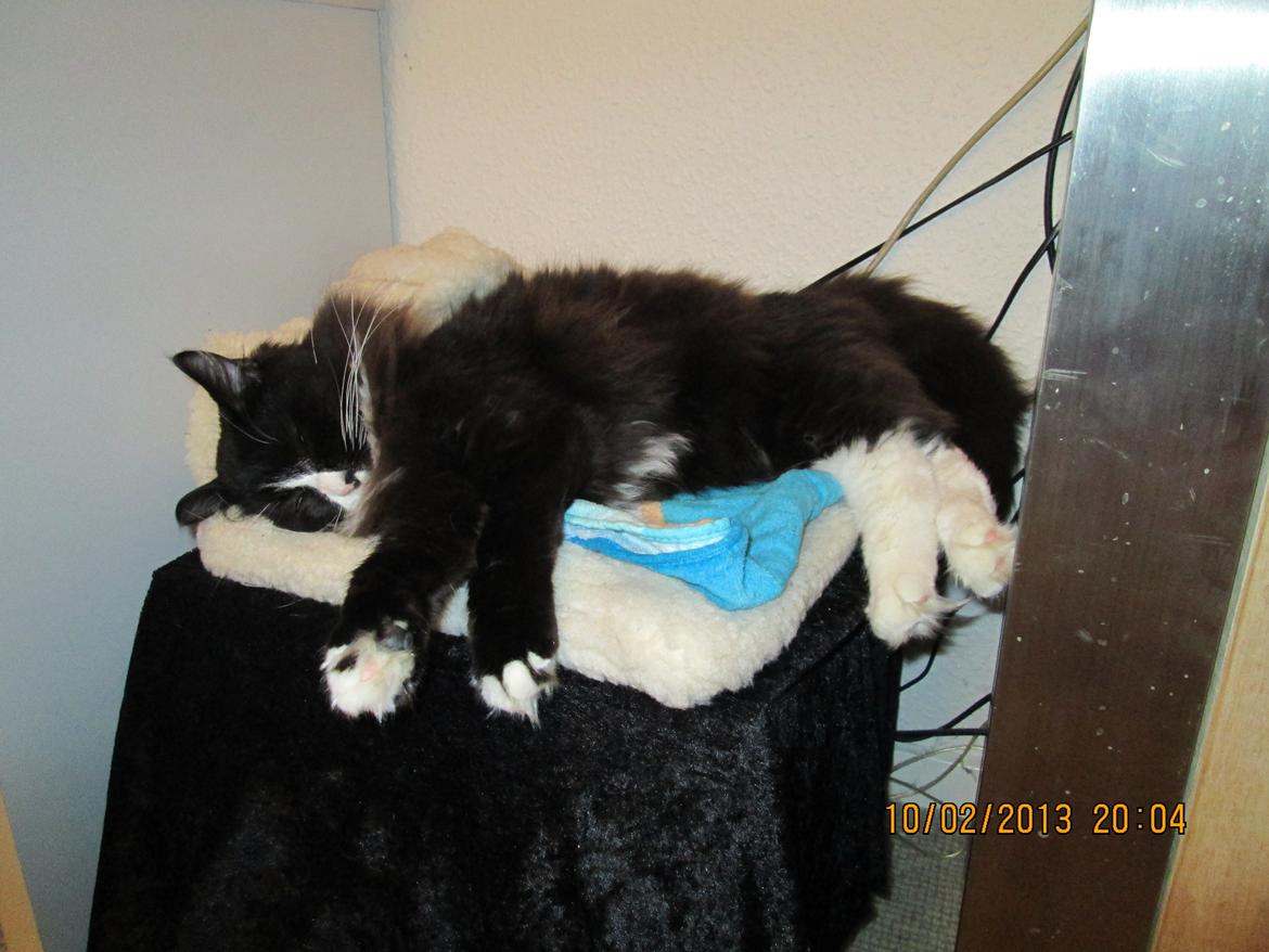 Maine Coon midde billede 2