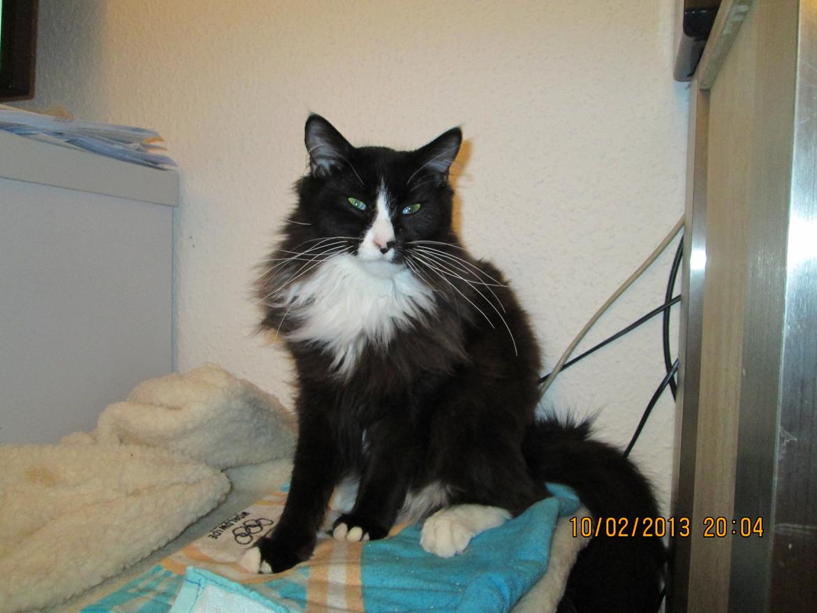 Maine Coon midde billede 3