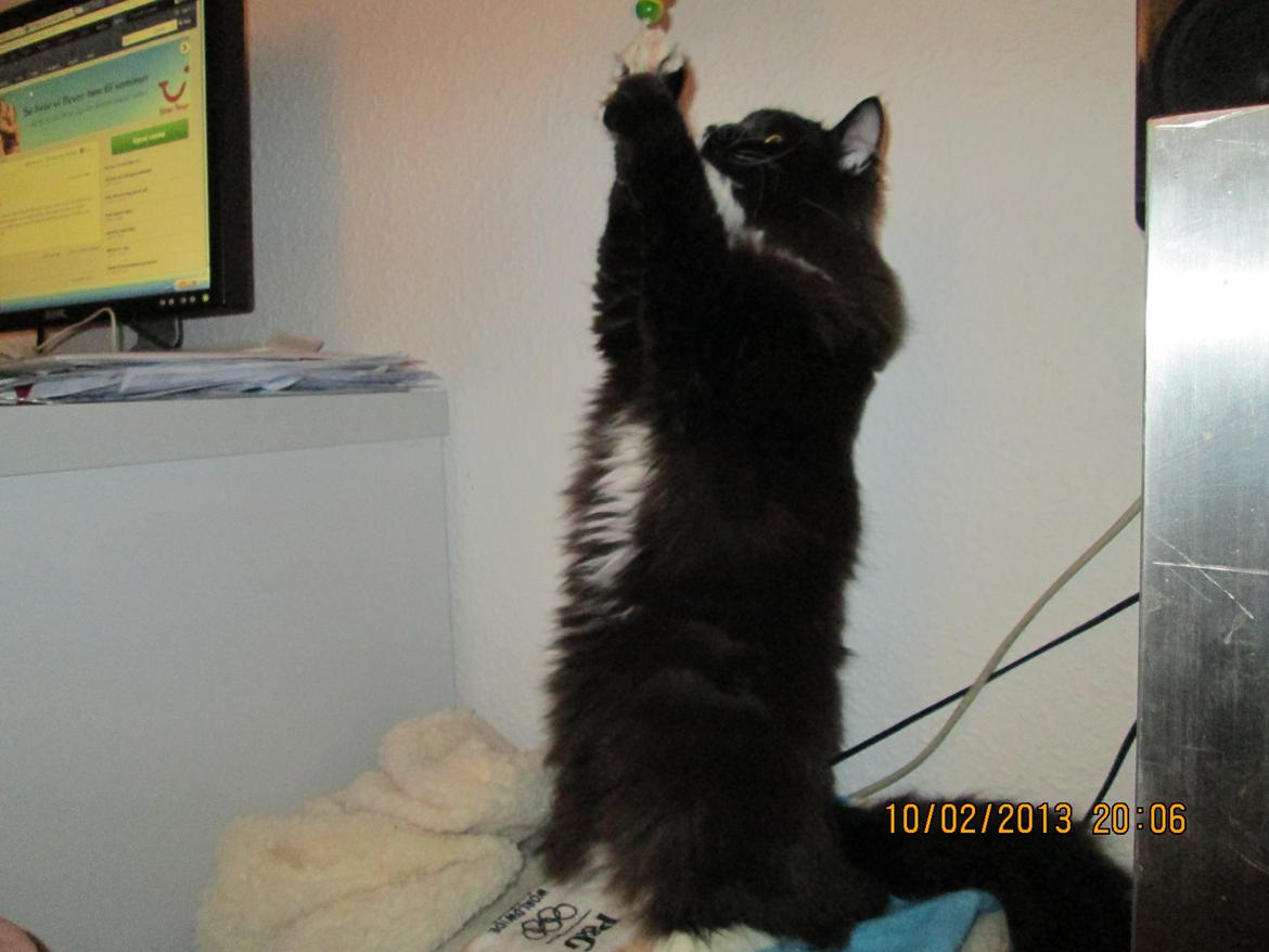 Maine Coon midde billede 4