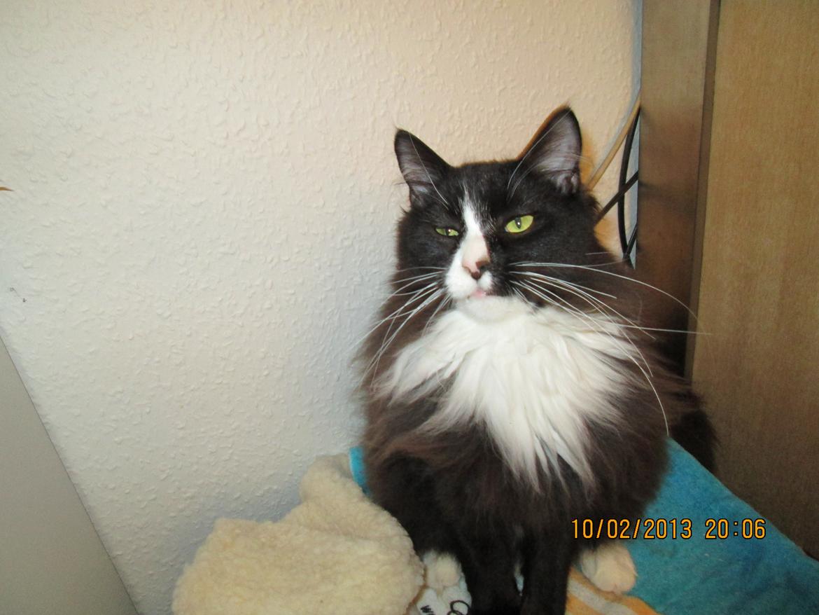 Maine Coon midde billede 5