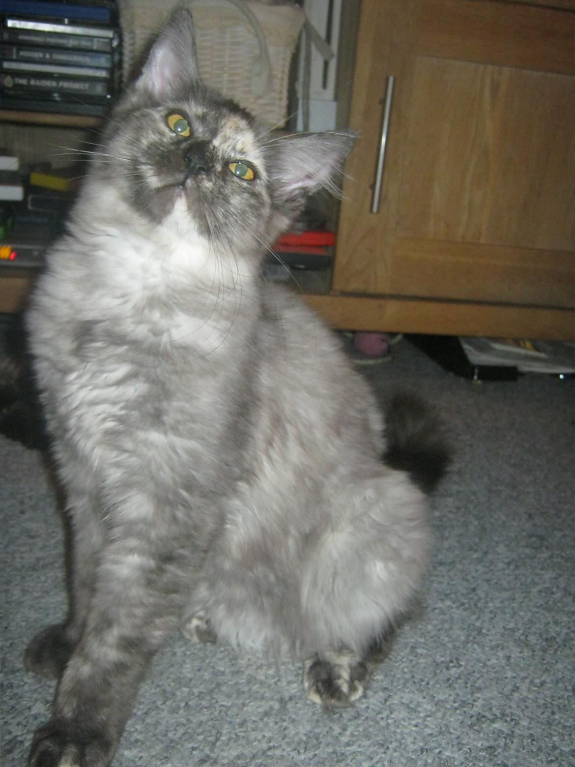 Maine Coon Ebony billede 1