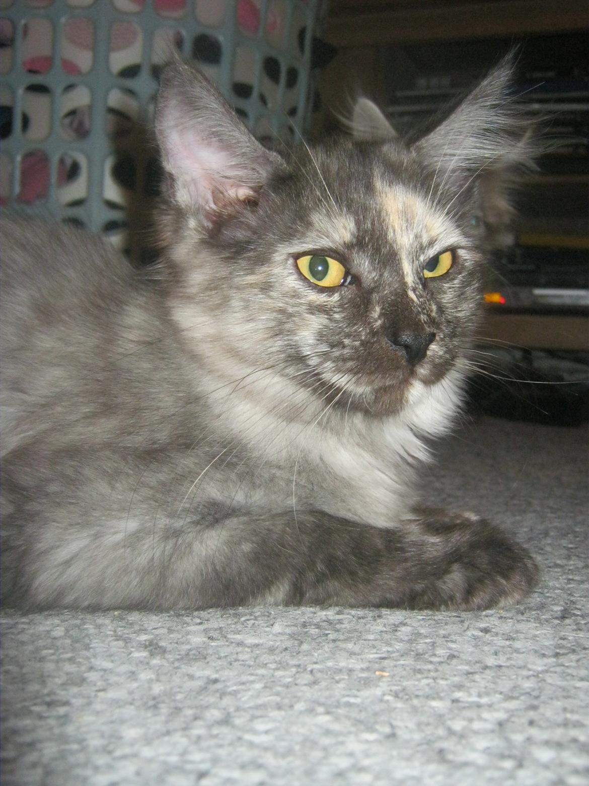 Maine Coon Ebony billede 2