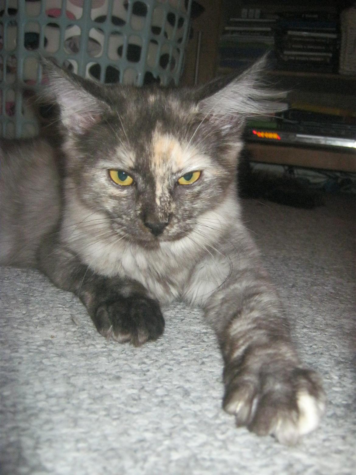 Maine Coon Ebony billede 3