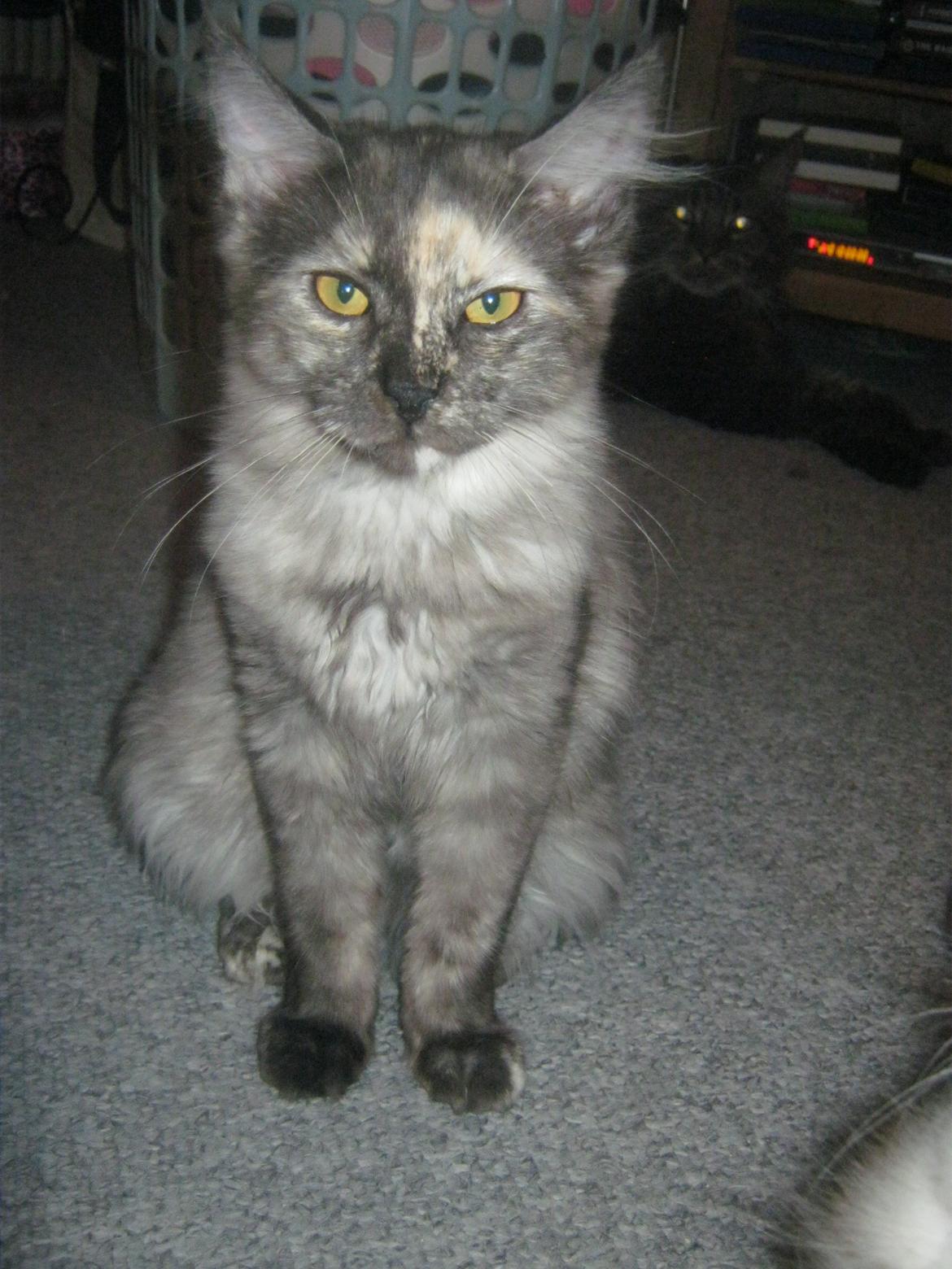 Maine Coon Ebony billede 4