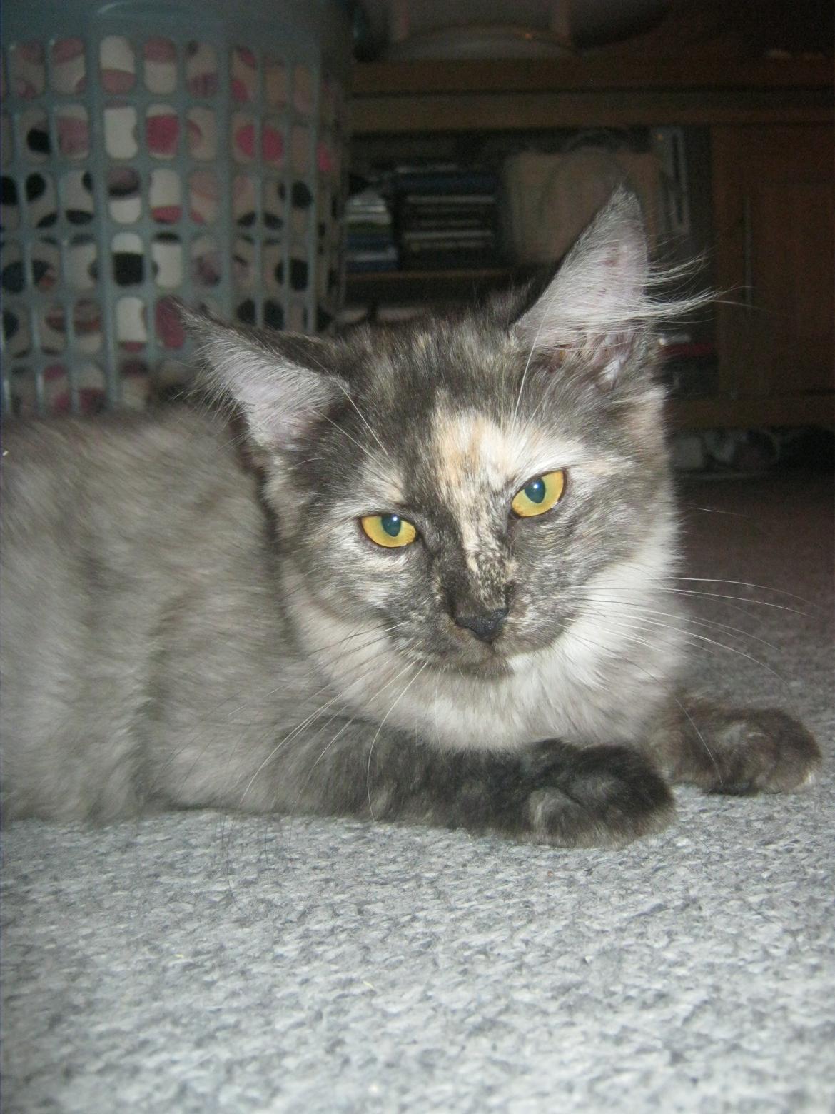 Maine Coon Ebony billede 5