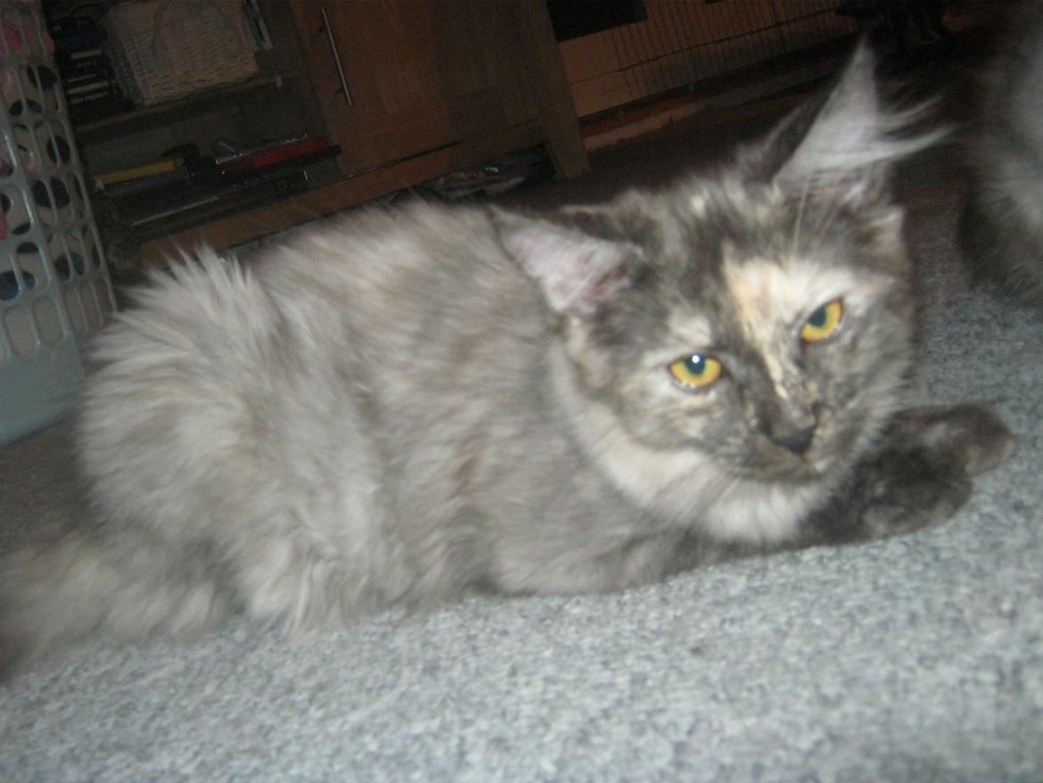 Maine Coon Ebony billede 6