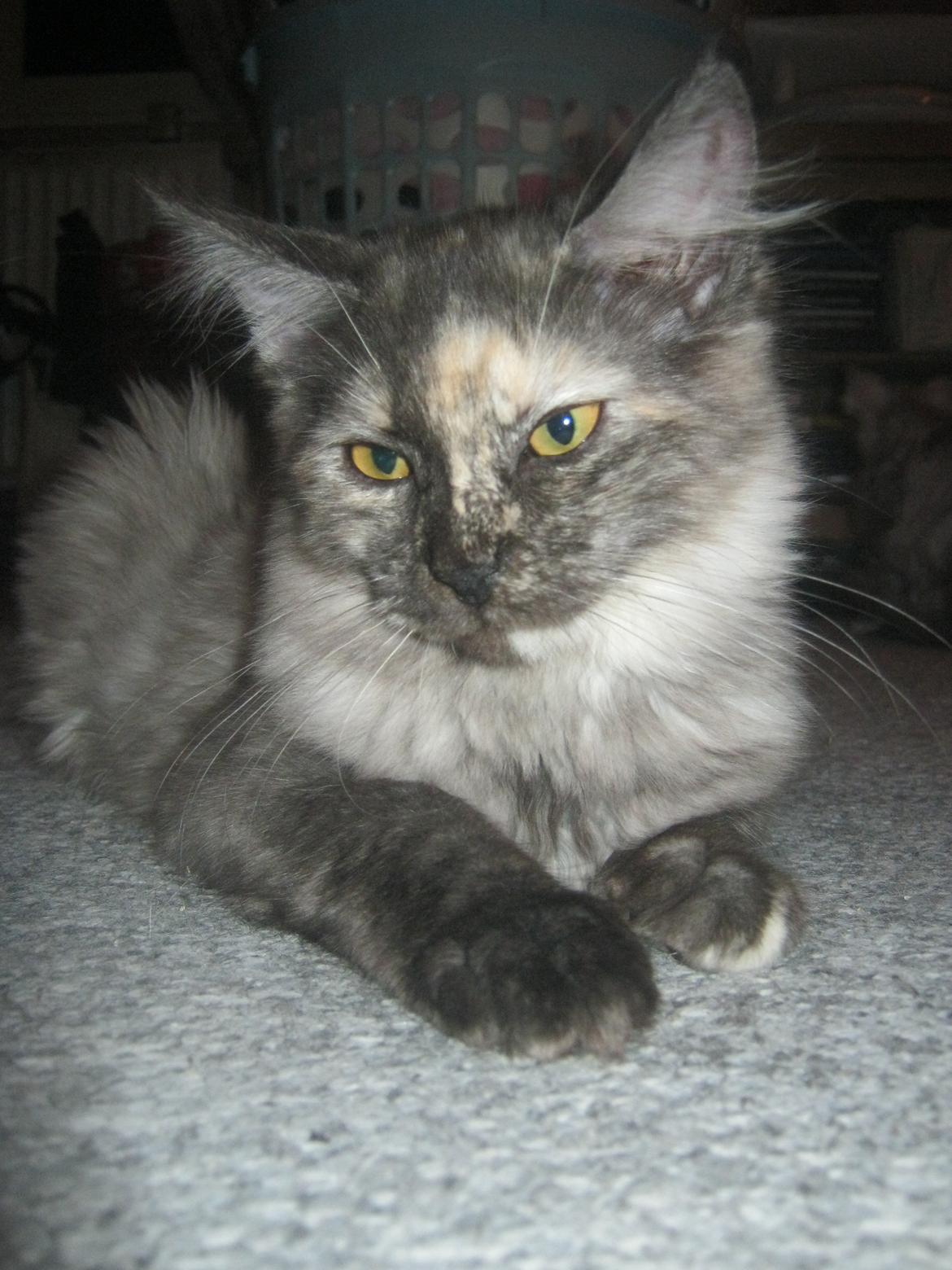 Maine Coon Ebony billede 7