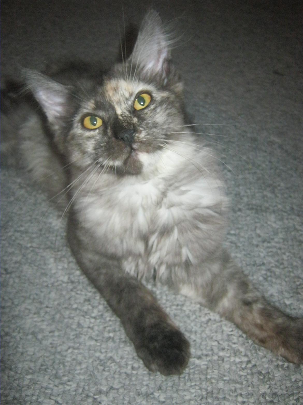 Maine Coon Ebony billede 8