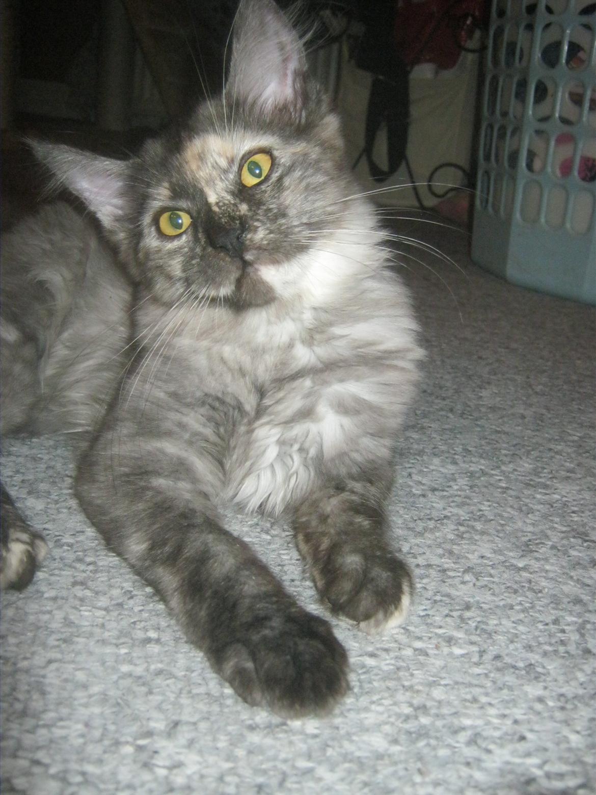 Maine Coon Ebony billede 9