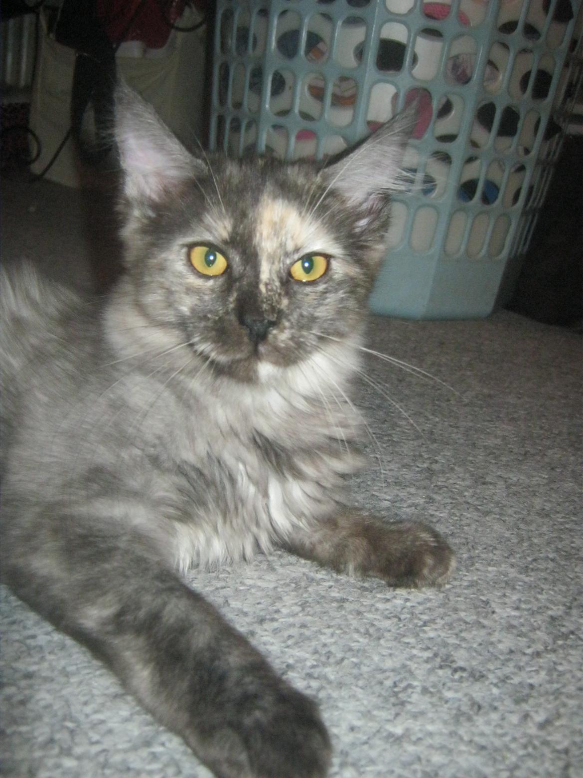 Maine Coon Ebony billede 10