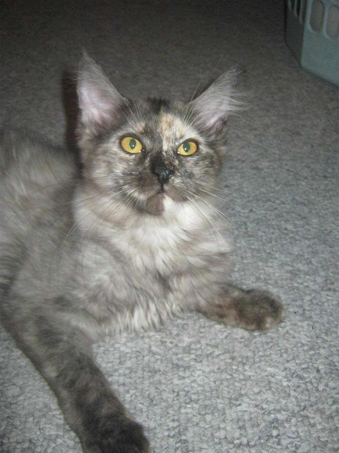 Maine Coon Ebony billede 11