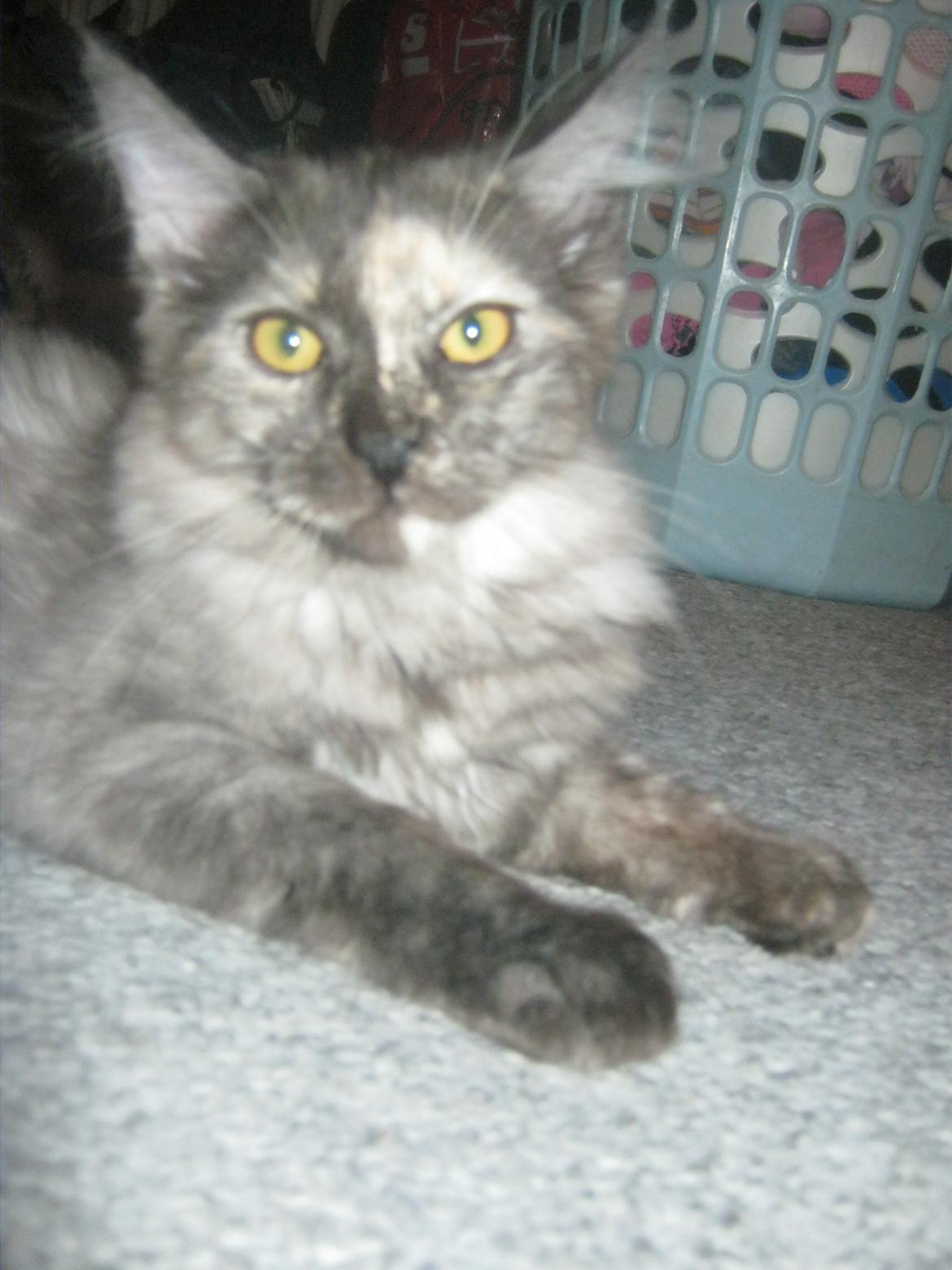 Maine Coon Ebony billede 12