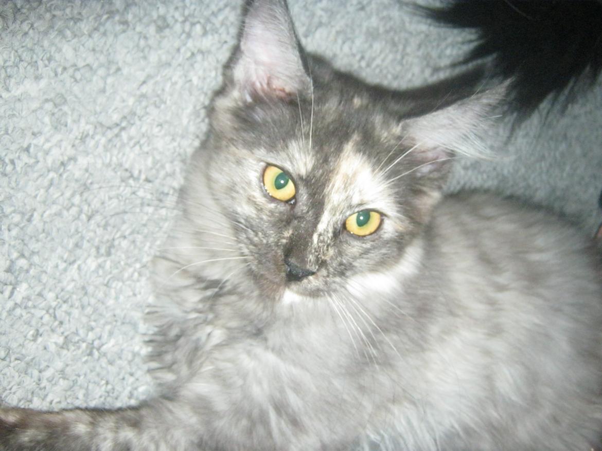 Maine Coon Ebony billede 13