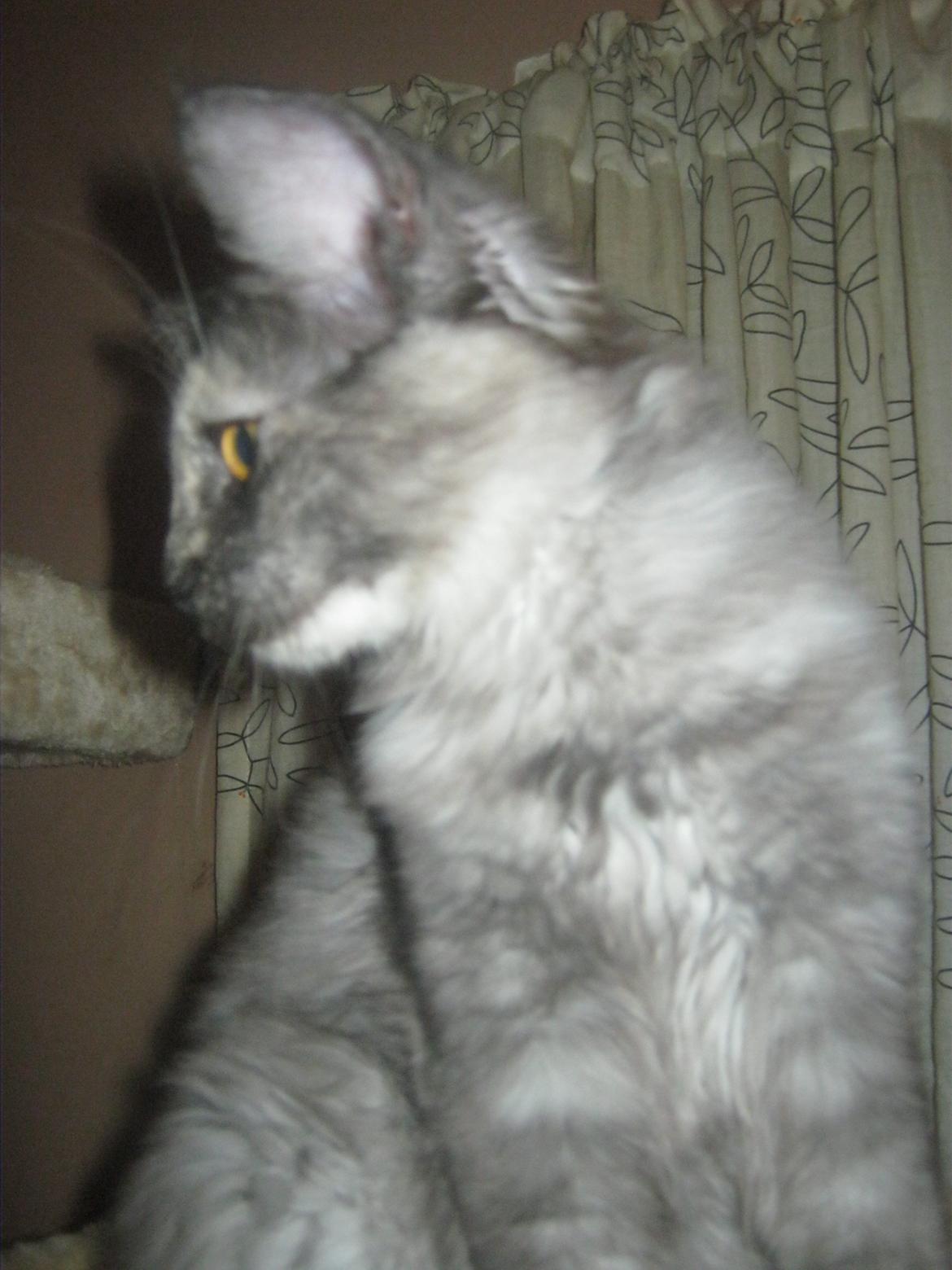 Maine Coon Ebony billede 14